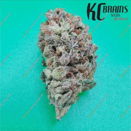 Zkittlez 36 Auto Feminized Marijuana Strain by KC Brains Seeds For Sale Online at Cannabis Seeds Outlet