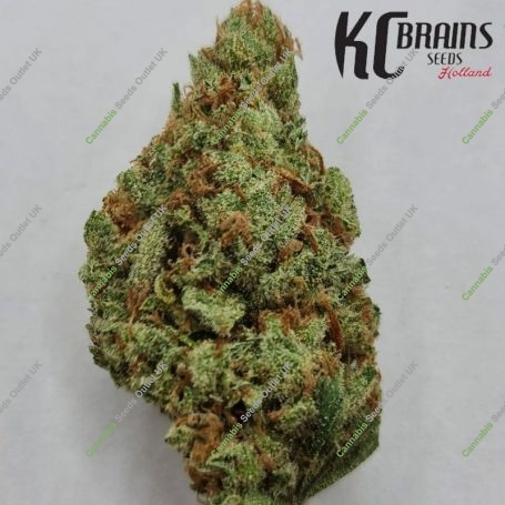 Mac Mango Feminized Marijuana Strain by KC Brains Seeds For Sale Online at Cannabis Seeds Outlet