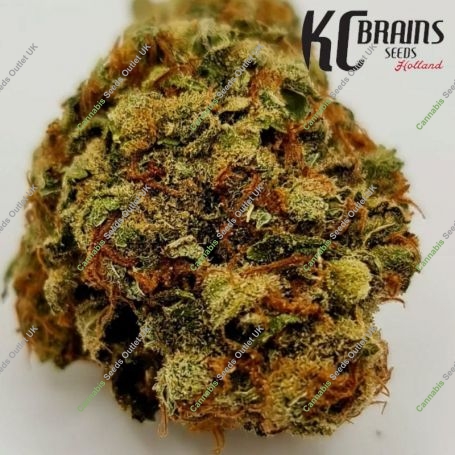 Brains Damage Wedding Cake Marijuana Strain by KC Brains Seeds For Sale Online at Cannabis Seeds Outlet