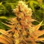 Problem Child Regular Marijuana Strain by Jinxproof Genetics For Sale Online at Cannabis Seeds Outlet