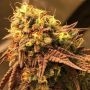 Jinxproof Genetics Cannabis Strain Problem Child Regular Marijuana Seeds Original Collector Souvenir Authentic Packaging Packs