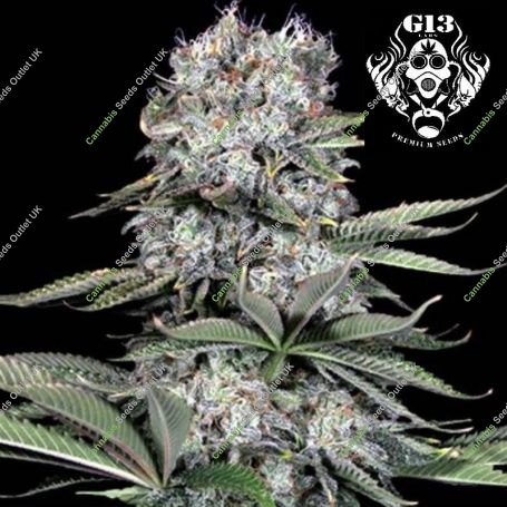 Runtz 13 Feminized Marijuana Strain by G13 Labs For Sale Online at Cannabis Seeds Outlet