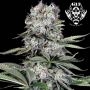 Runtz 13 Feminized Marijuana Strain by G13 Labs For Sale Online at Cannabis Seeds Outlet