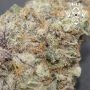 Runtz 13 Feminized by G13 Labs THC Content Potency Strength CBD Height Yield Flowering Time Indica Sativa Genetics
