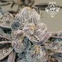 G13 Labs Runtz 13 Smoke Buds Weed Ganja Skunk Dope Pot Images Pics Nuggets