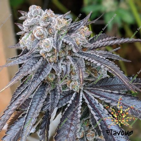 Purple Gelato Feminized Marijuana Strain by Flavour Chasers For Sale Online at Cannabis Seeds Outlet