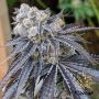 Purple Gelato Feminized Marijuana Strain by Flavour Chasers For Sale Online at Cannabis Seeds Outlet