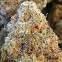 Purple Gelato Feminized by Flavour Chasers THC Content Potency Strength CBD Height Yield Flowering Time Indica Sativa Genetics