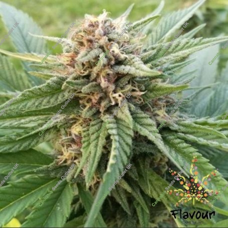 Dosi Glue Feminized Marijuana Strain by Flavour Chasers For Sale Online at Cannabis Seeds Outlet