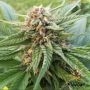 Dosi Glue Feminized Marijuana Strain by Flavour Chasers For Sale Online at Cannabis Seeds Outlet