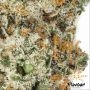 Dosi Glue Feminized by Flavour Chasers THC Content Potency Strength CBD Height Yield Flowering Time Indica Sativa Genetics
