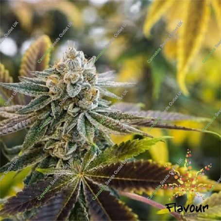 Biscotti Feminized Marijuana Strain by Flavour Chasers For Sale Online at Cannabis Seeds Outlet