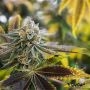 Biscotti Feminized Marijuana Strain by Flavour Chasers For Sale Online at Cannabis Seeds Outlet