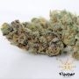 Biscotti Feminized by Flavour Chasers THC Content Potency Strength CBD Height Yield Flowering Time Indica Sativa Genetics