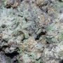 Don MAC 1 Feminized by Don Avalanche Seeds THC Content Potency Strength CBD Height Yield Flowering Time Indica Sativa Genetics