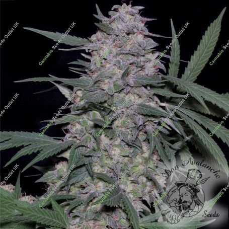 Don MAC 1 Feminized Marijuana Strain by Don Avalanche Seeds For Sale Online at Cannabis Seeds Outlet