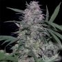 Don MAC 1 Feminized Marijuana Strain by Don Avalanche Seeds For Sale Online at Cannabis Seeds Outlet