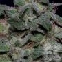 Don Avalanche Seeds Don MAC 1 Smoke Buds Weed Ganja Skunk Dope Pot Images Pics Nuggets