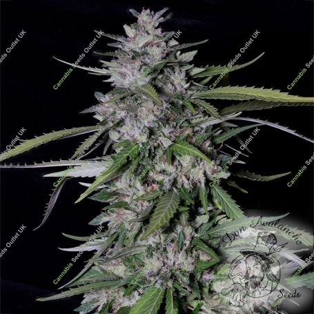Don Forbidden Fruit Feminized Marijuana Strain by Don Avalanche Seeds For Sale Online at Cannabis Seeds Outlet