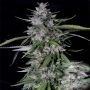 Don Forbidden Fruit Feminized Marijuana Strain by Don Avalanche Seeds For Sale Online at Cannabis Seeds Outlet