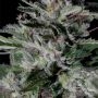 Don Forbidden Fruit Feminized by Don Avalanche Seeds THC Content Potency Strength CBD Height Yield Flowering Time Indica Sativa 