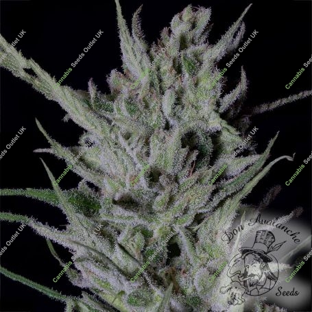 Don DoSiPunch Feminized Marijuana Strain by Don Avalanche Seeds For Sale Online at Cannabis Seeds Outlet