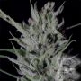 Don DoSiPunch Feminized Marijuana Strain by Don Avalanche Seeds For Sale Online at Cannabis Seeds Outlet