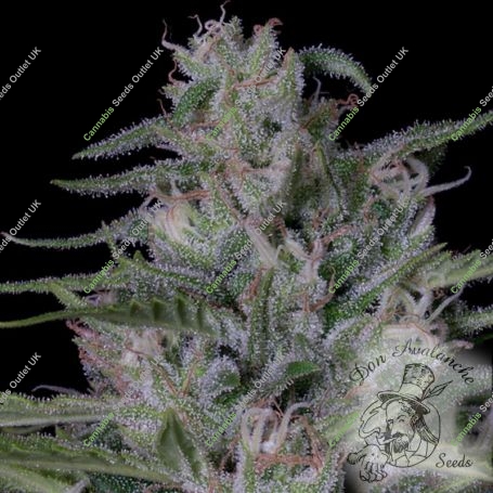 Don Bruce Banner Feminized Marijuana Strain by Don Avalanche Seeds For Sale Online at Cannabis Seeds Outlet