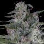 Don Bruce Banner Feminized Marijuana Strain by Don Avalanche Seeds For Sale Online at Cannabis Seeds Outlet