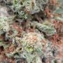 Don Avalanche Seeds Don Bruce Banner Smoke Buds Weed Ganja Skunk Dope Pot Images Pics Nuggets