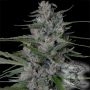 Don Bruce Banner Feminized by Don Avalanche Seeds THC Content Potency Strength CBD Height Yield Flowering Time Indica Sativa Gen