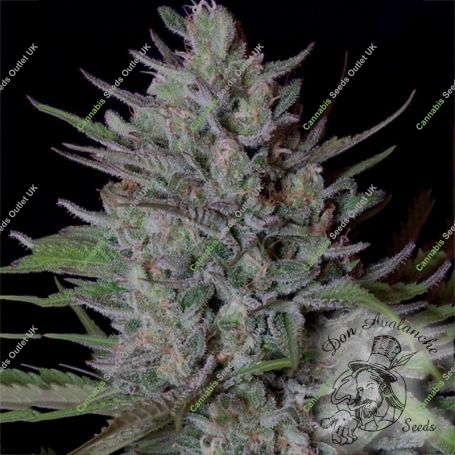 Don Biscotti Feminized Marijuana Strain by Don Avalanche Seeds For Sale Online at Cannabis Seeds Outlet