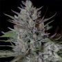 Don Biscotti Feminized Marijuana Strain by Don Avalanche Seeds For Sale Online at Cannabis Seeds Outlet