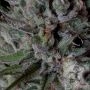 Don Avalanche Seeds Don Biscotti Smoke Buds Weed Ganja Skunk Dope Pot Images Pics Nuggets