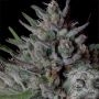 Don Biscotti Feminized by Don Avalanche Seeds THC Content Potency Strength CBD Height Yield Flowering Time Indica Sativa Genetic