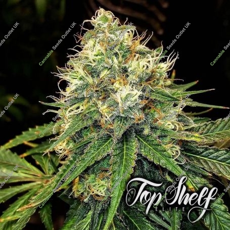 Truffle Berry Feminized Marijuana Strain by Top Shelf Elite For Sale Online at Cannabis Seeds Outlet
