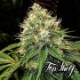 Truffle Berry Feminized Marijuana Strain by Top Shelf Elite For Sale Online at Cannabis Seeds Outlet