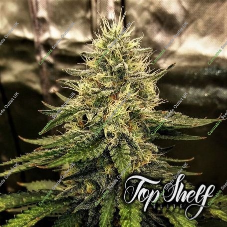 Silver Napalm Feminized Marijuana Strain by Top Shelf Elite For Sale Online at Cannabis Seeds Outlet