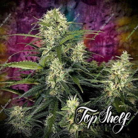 Truffle Berry Auto Feminized Marijuana Strain by Top Shelf Elite For Sale Online at Cannabis Seeds Outlet