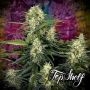 Truffle Berry Auto Feminized Marijuana Strain by Top Shelf Elite For Sale Online at Cannabis Seeds Outlet