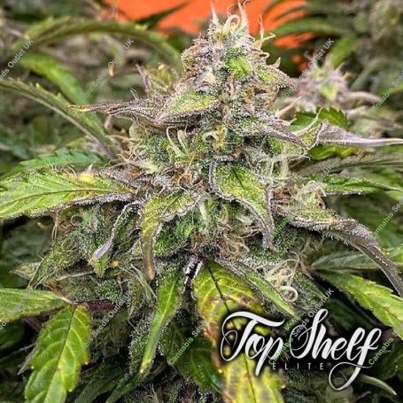 Silver Napalm Auto Feminized Marijuana Strain by Top Shelf Elite For Sale Online at Cannabis Seeds Outlet