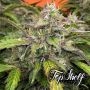 Silver Napalm Auto Feminized Marijuana Strain by Top Shelf Elite For Sale Online at Cannabis Seeds Outlet