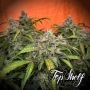 Top Shelf Elite Silver Napalm Auto Smoke Buds Weed Ganja Skunk Dope Pot Images Pics Nuggets