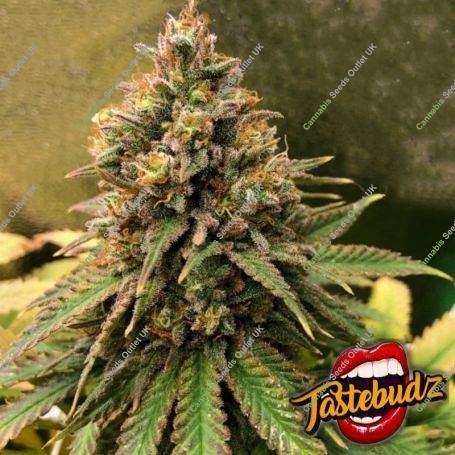 Peanut Butter Cookies Auto Feminized Marijuana Strain by TasteBudz For Sale Online at Cannabis Seeds Outlet