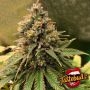 Peanut Butter Cookies Auto Feminized Marijuana Strain by TasteBudz For Sale Online at Cannabis Seeds Outlet