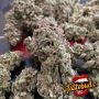TasteBudz Peanut Butter Cookies Auto Smoke Buds Weed Ganja Skunk Dope Pot Images Pics Nuggets