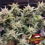 Peanut Butter Cookies Auto Feminized by TasteBudz THC Content Potency Strength CBD Height Yield Flowering Time Indica Sativa Gen