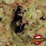 TasteBudz MAC Muffin Auto Smoke Buds Weed Ganja Skunk Dope Pot Images Pics Nuggets