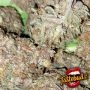 TasteBudz Grape Gushers Smoke Buds Weed Ganja Skunk Dope Pot Images Pics Nuggets