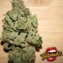 TasteBudz Critical Hash Cake Auto Smoke Buds Weed Ganja Skunk Dope Pot Images Pics Nuggets